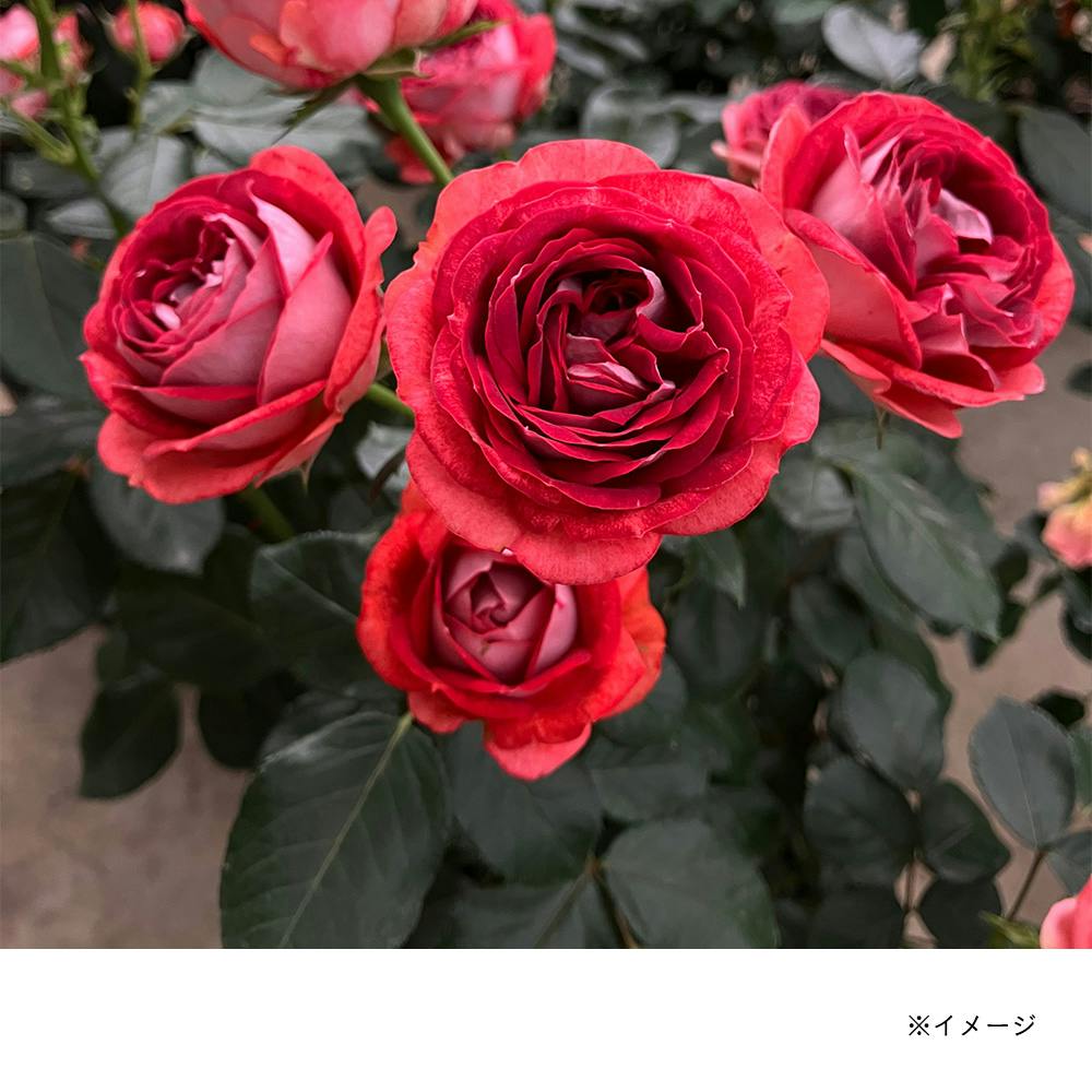 【2025年バラ苗予約販売】ストロベリーミスト