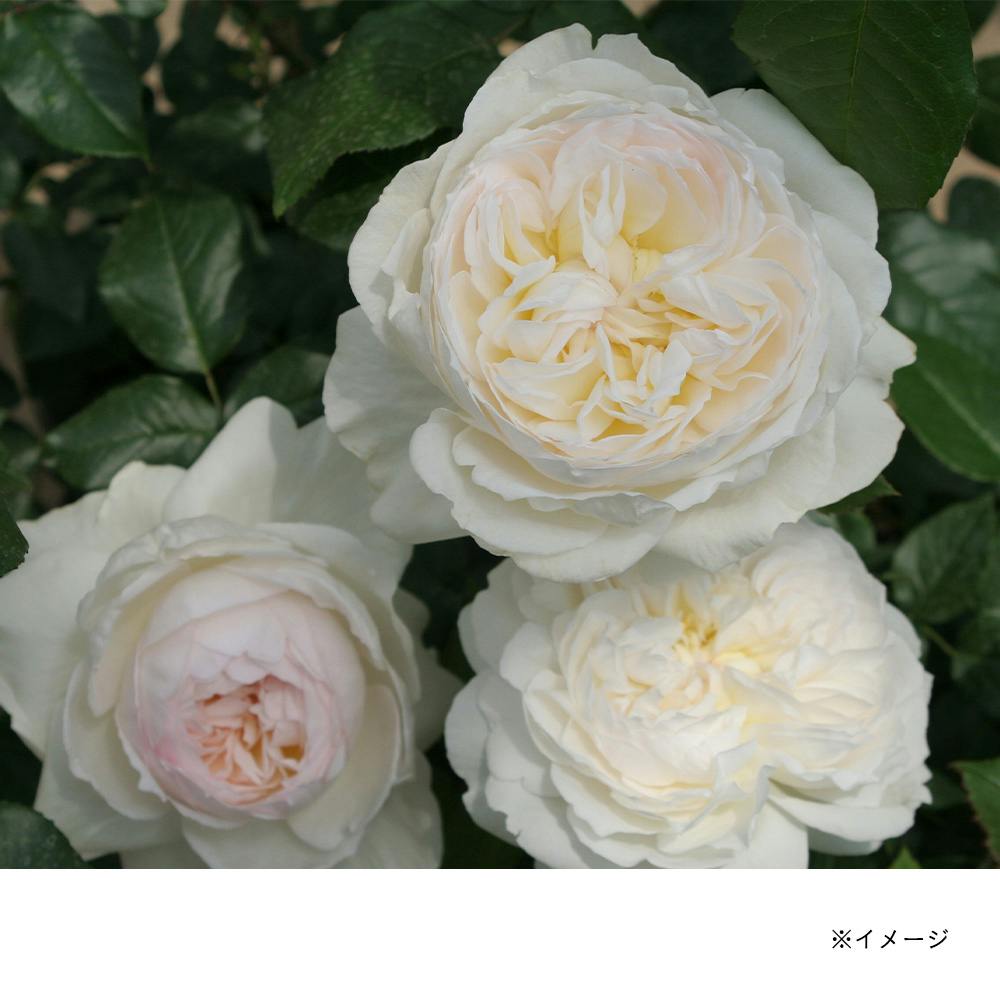 �{���� ��؁E�ʎ�