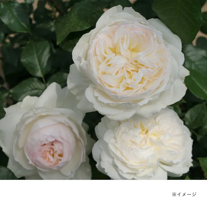 【2025年バラ苗予約販売】ボレロ