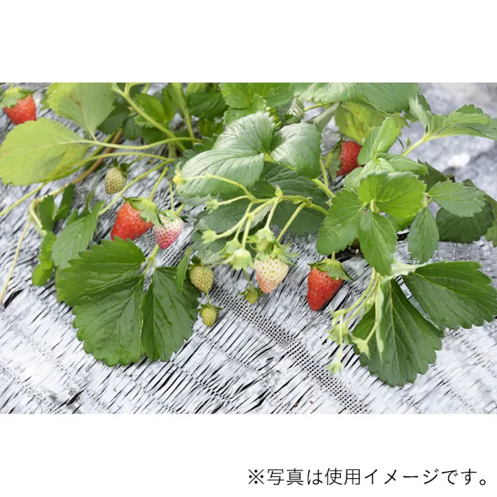 カインズ わらシート 1×2m YSZGW-1-2H