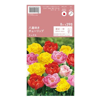 チューリップ 八重咲き ミックス8球(販売終了)