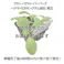 クローバーパック ハクサイCRキングダム 80日 黄芯