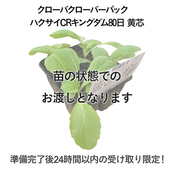 クローバーパック ハクサイCRキングダム 80日 黄芯