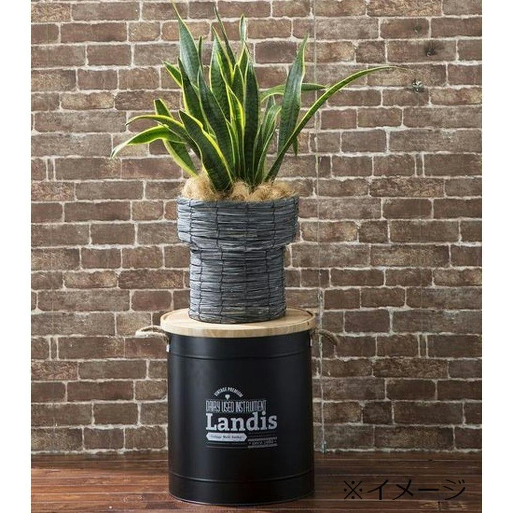 鉢カバーセット 鉢カバー Castub (キャスタブ) ブラック 34(販売終了) | 鉢