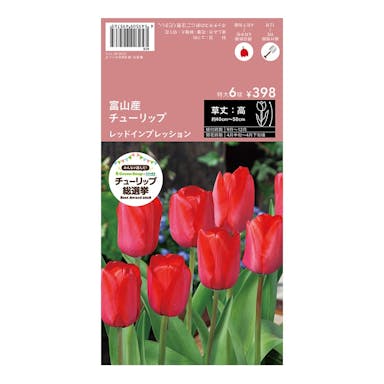 富山産チューリップ レッドインプレッション特大球6球(販売終了)
