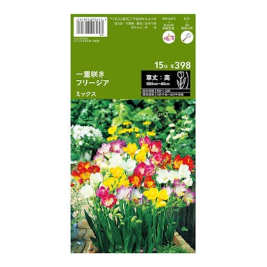 フリージア 一重咲き ミックス15球(販売終了)