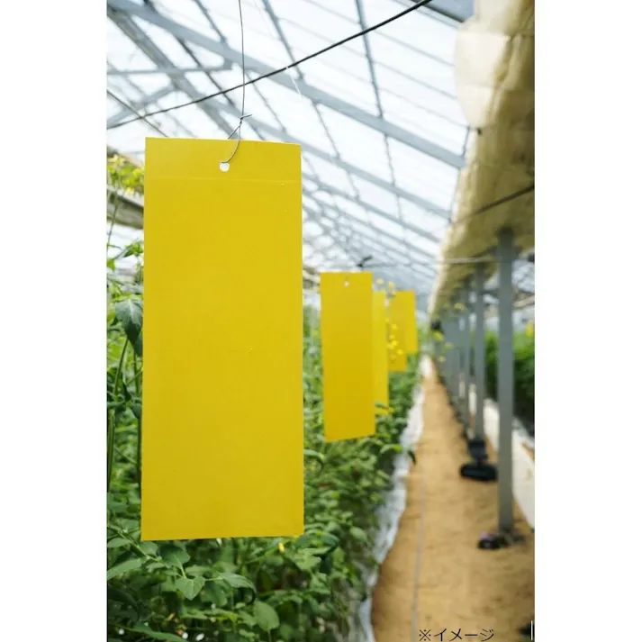 カインズ 虫とりシート イエロー 10枚入り