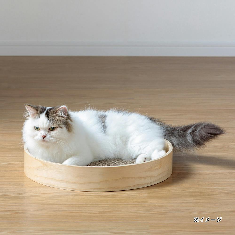 ぎねこ丸 ぺちゃ丸、昨日はトリミングdayでした。 #ねこ #cat #gato #猫好きさん