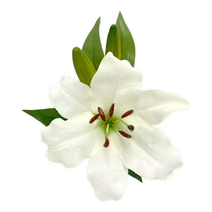 カインズ アレンジかんたん 1 カサブランカ ホワイト