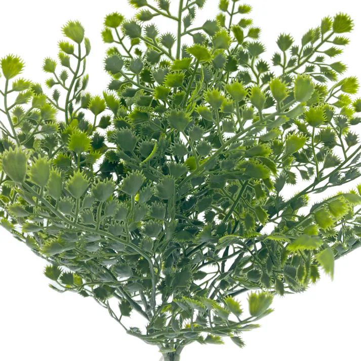 カインズ アレンジかんたんシリーズ ブッシュ アカシア