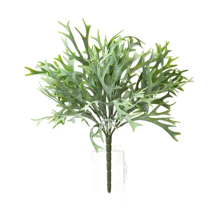 カインズ アレンジかんたんシリーズ ブッシュ ビカクシダ