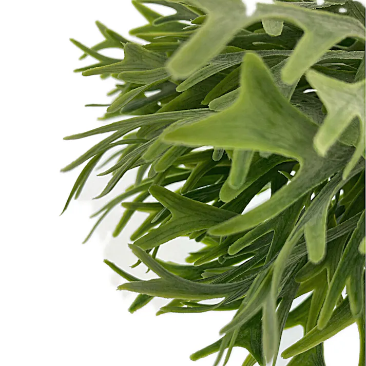 カインズ アレンジかんたんシリーズ ブッシュ ビカクシダ