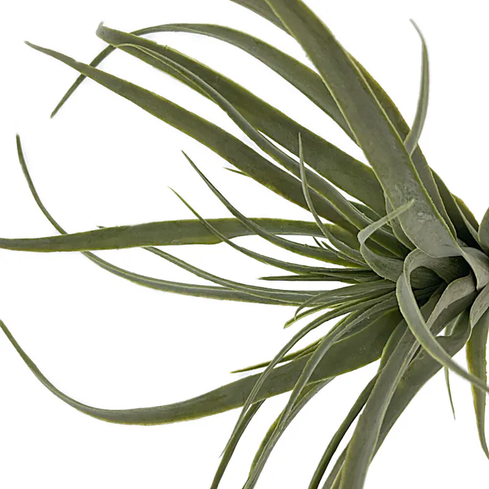 カインズ アレンジかんたんシリーズ ポイント チランジア