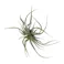 カインズ アレンジかんたんシリーズ ポイント チランジア