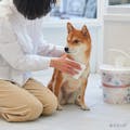 Pet’s One ペット用シャンプータオル デザインバケツ 本体 130枚