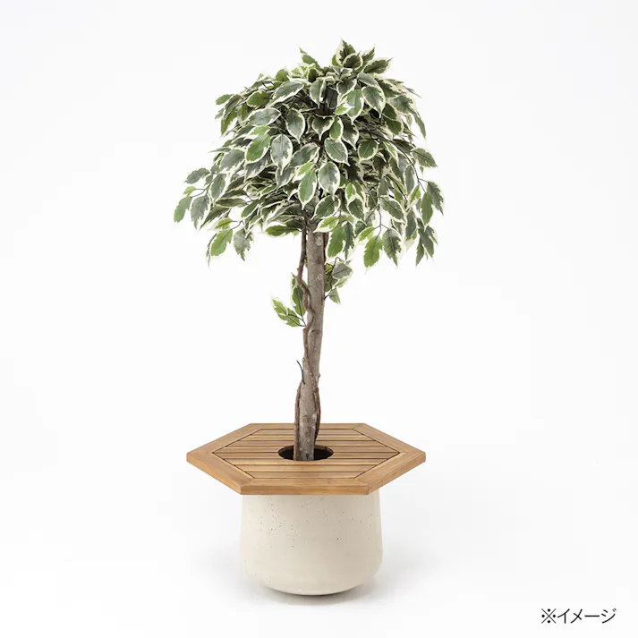 カインズ アカシア 観葉マルチングトレイ 54cm