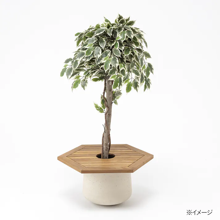 カインズ アカシア 観葉マルチングトレイ 63cm