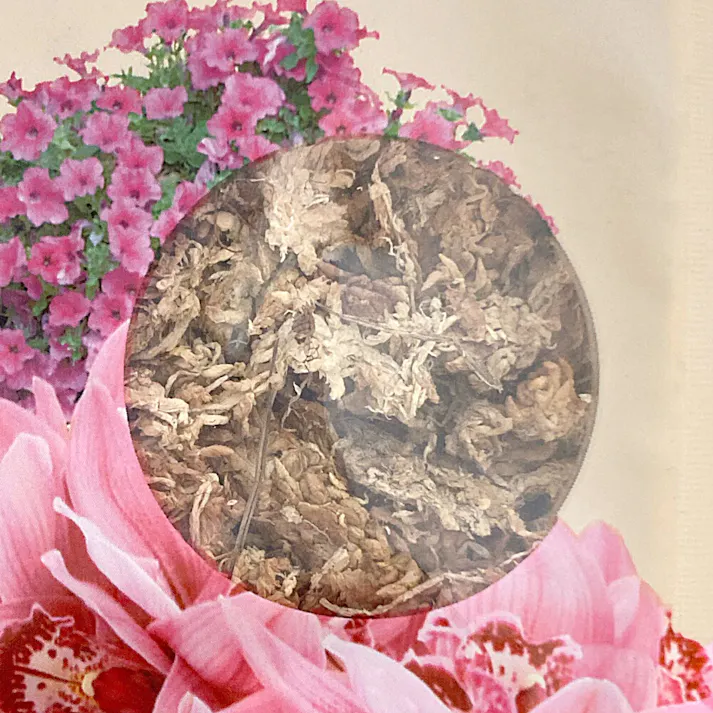 カインズ 水苔 約3L