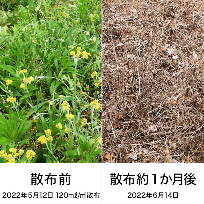 ネコソギシャワーV6 C 液体 そのまま使える除草剤 ゴミ減量パック 4L 最長6カ月持続 そのまま散布