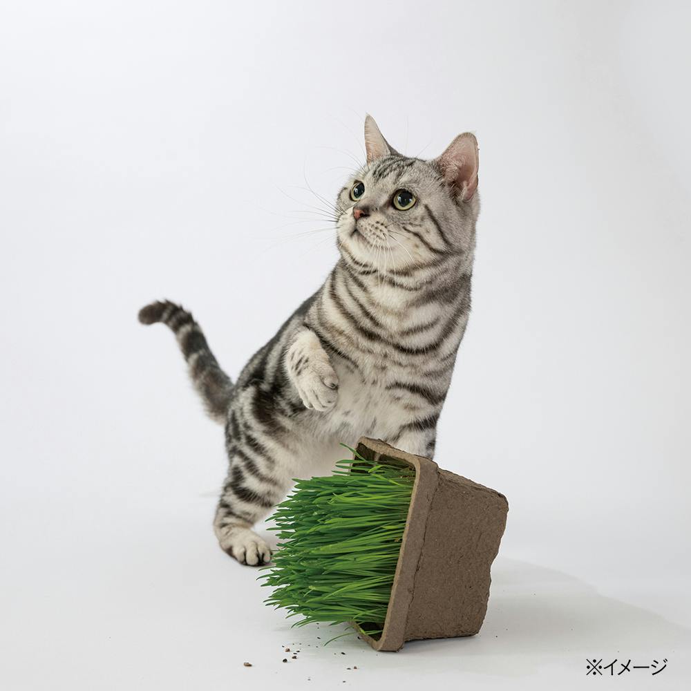 けん坊☆新品☆ハヤシ　餌木　シーベンチャー　4.0号　6個セット フィッシングハヤシ オンラインショップ