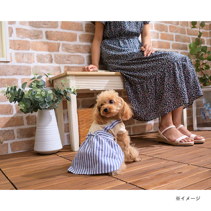 22春夏 マリンストライプワンピース Mdサイズ ペット服 犬の服 ホームセンター通販 カインズ