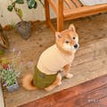 ウエストスピンドルカットソー カーキ Sサイズ ペット服(犬の服)(販売終了)