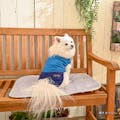 【2022春夏】ウエストスピンドルカットソー ネイビー 2Lサイズ ペット服(犬の服)