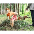 遠赤外線わた使用フーデッドアウター オレンジ 2Lサイズ ペット服(犬の服)(販売終了)