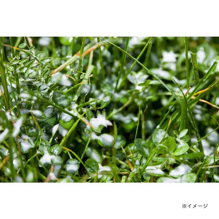 カインズ 除草剤専用蓄圧式噴霧器 4L HS-4CJ