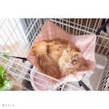 猫ハンモック コンビネーション Mサイズ