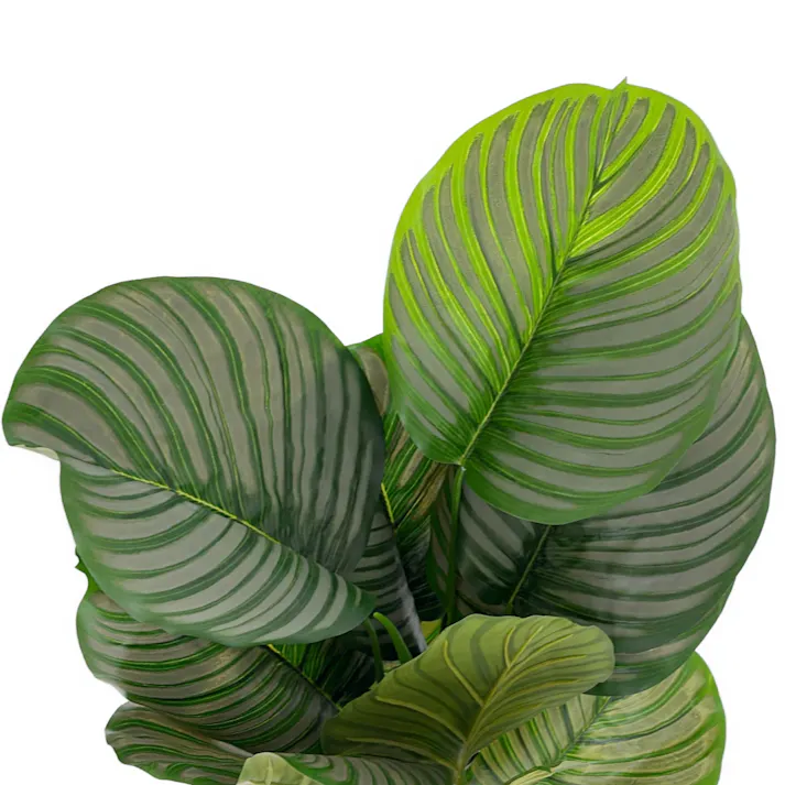 人工観葉 カラテア 90cm