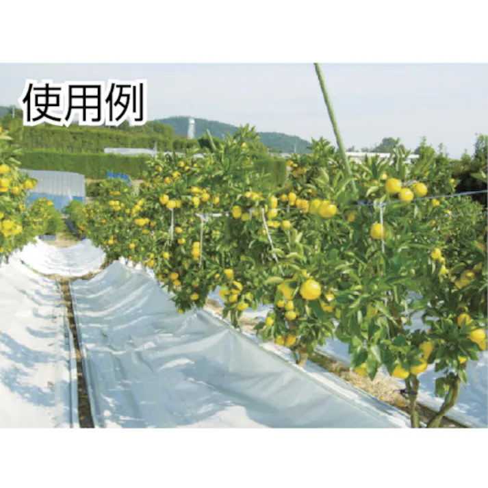 【CAINZ-DASH】岩田製作所 ラインプロLタイプ(青)2枚入り LPL5【別送品】