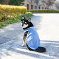 【送料無料】ひんやりプリントタンクトップ ブルー 7Lサイズ ペット服(犬の服)