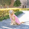 【送料無料】ひんやりプリントタンクトップ ピンク 4Lサイズ ペット服(犬の服)