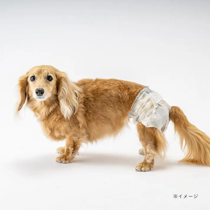 マナーデザインウェア テープタイプ Sサイズ 20枚入