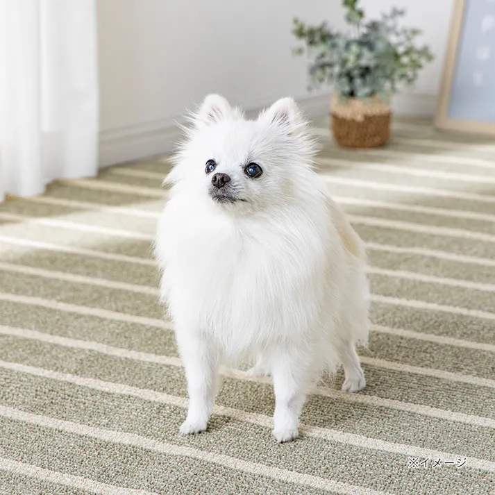 ペットと過ごしやすい綿混カーペット グリーン 1畳