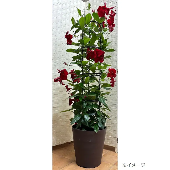 ツルを巻き直しやすいオベリスク 120cm