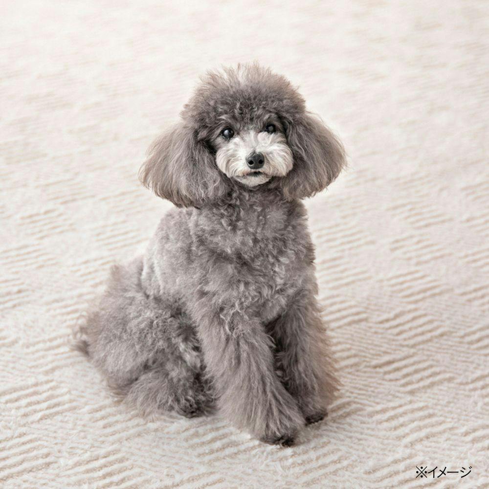 保温性のあるラグ Pitapa トイプー 幅185cm 奥行185cm | ラグ