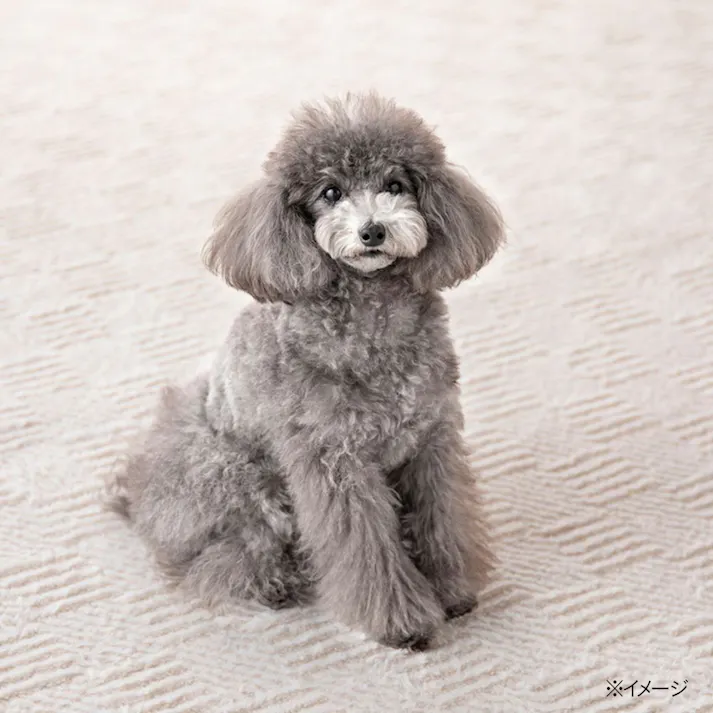 保温性のあるラグ Pitapa トイプー 幅185cm 奥行185cm