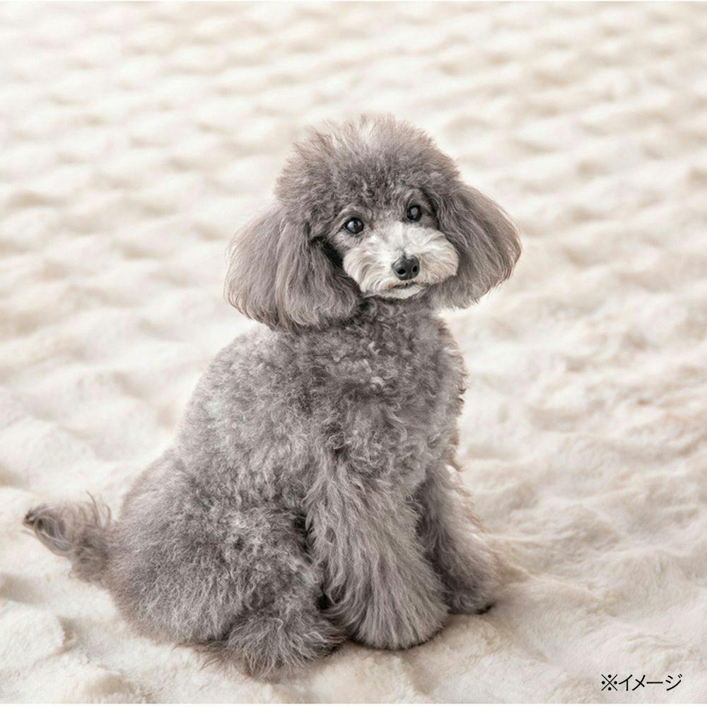 保温性のあるラグ Pitapa シロクマ 幅190cm 奥行240cm | ラグ