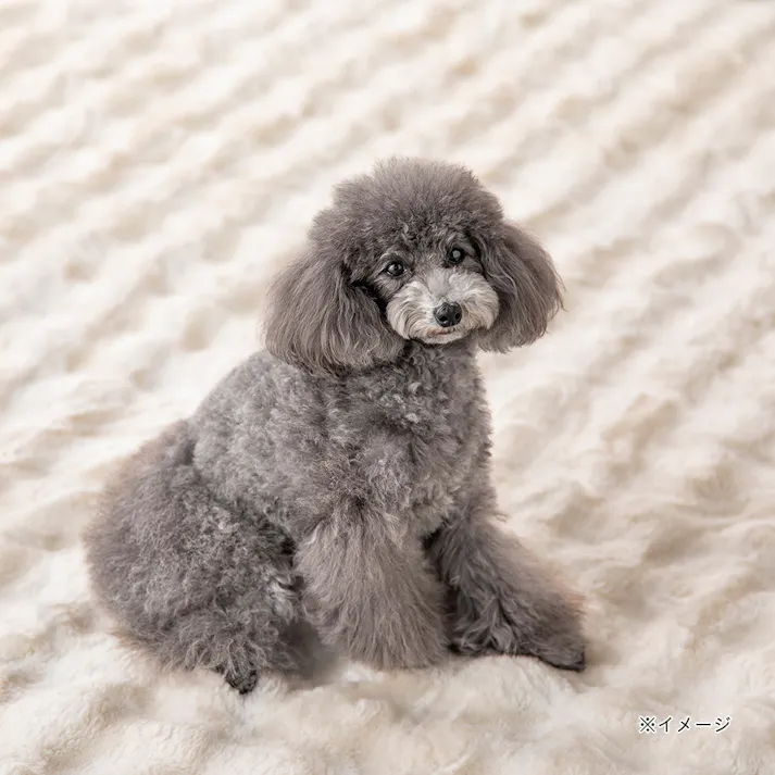 保温性のあるラグ Pitapa シロクマ 幅130cm 奥行130cm