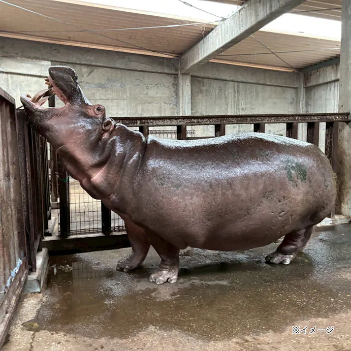 【CDM】カバラック 小【別送品】