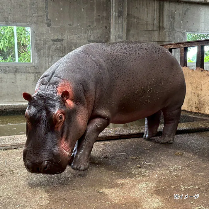 【CDM】カバラック 大【別送品】