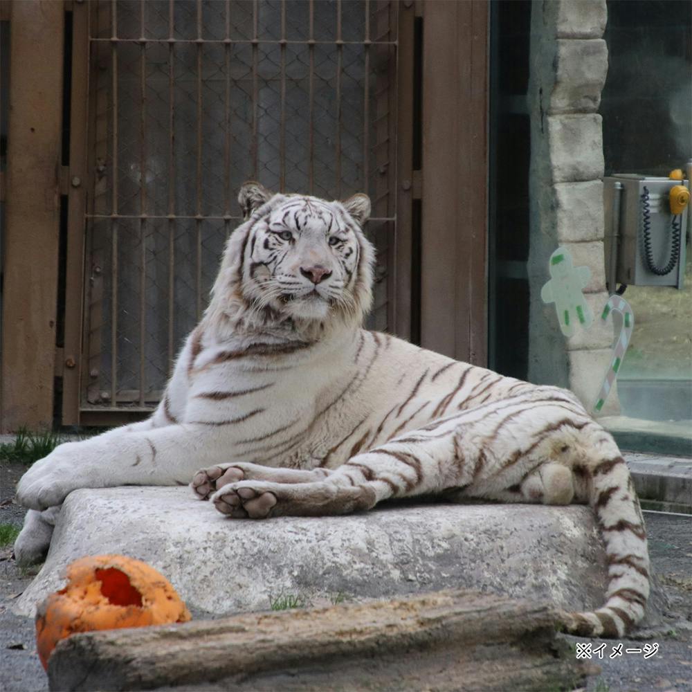 CDM】ホワイトタイガーラック【別送品】 | 子供用収納 通販