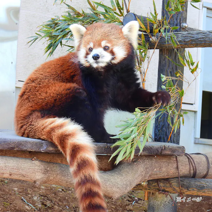 【CDM】レッサーパンダスタンド Aタイプ【別送品】