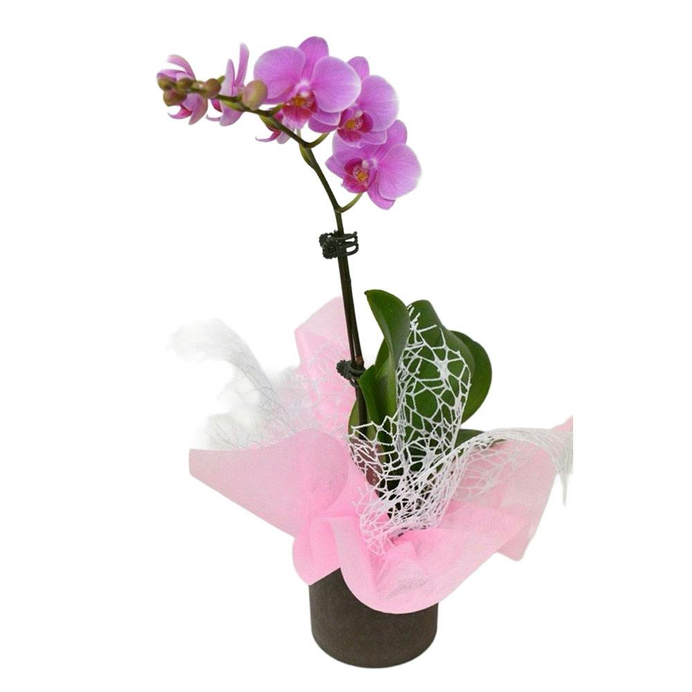 【2026年母の日】おうち胡蝶蘭 カララ1本立 ピンク系