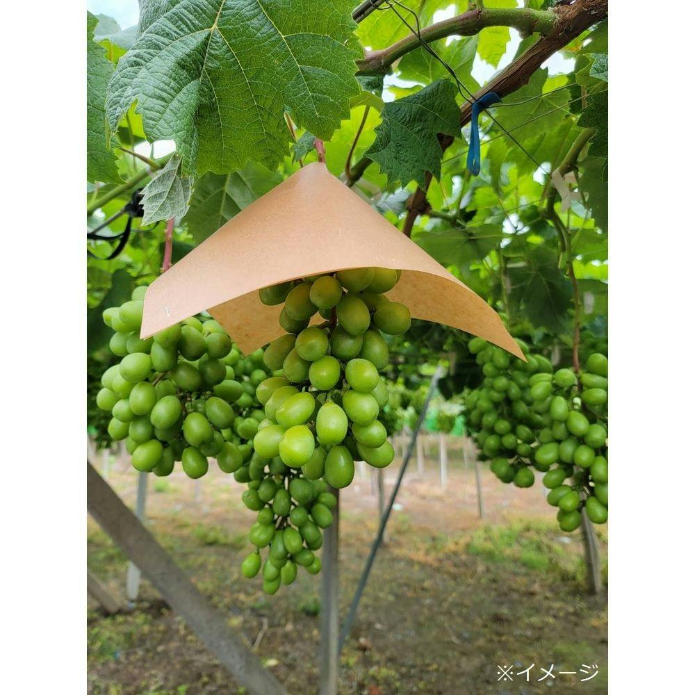 ぶどう傘 クラフトロー引き 270角 100枚 | 播種・育苗資材 通販