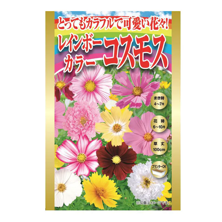 レインボーカラーコスモス