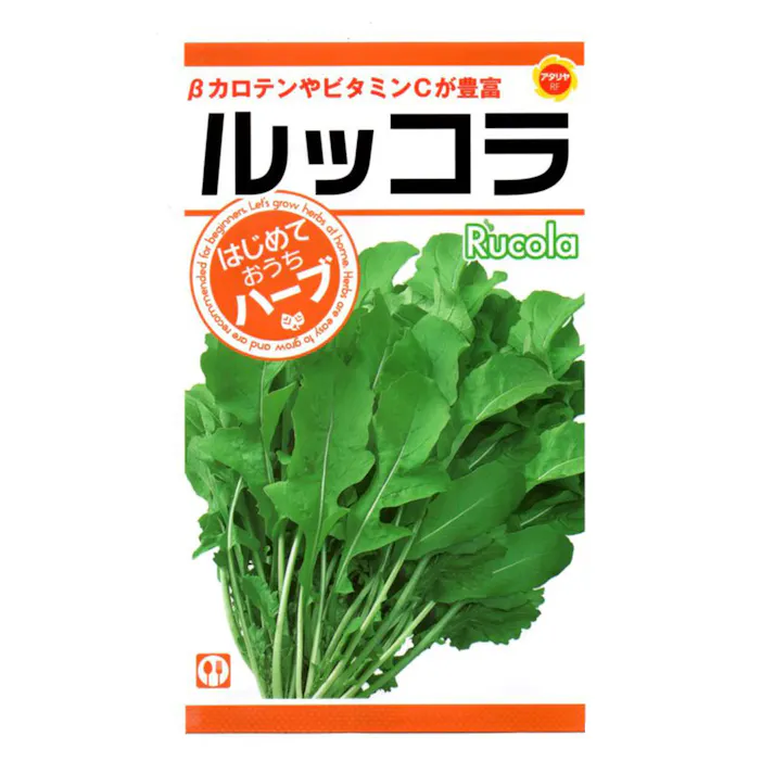 おうちでハーブルッコラ