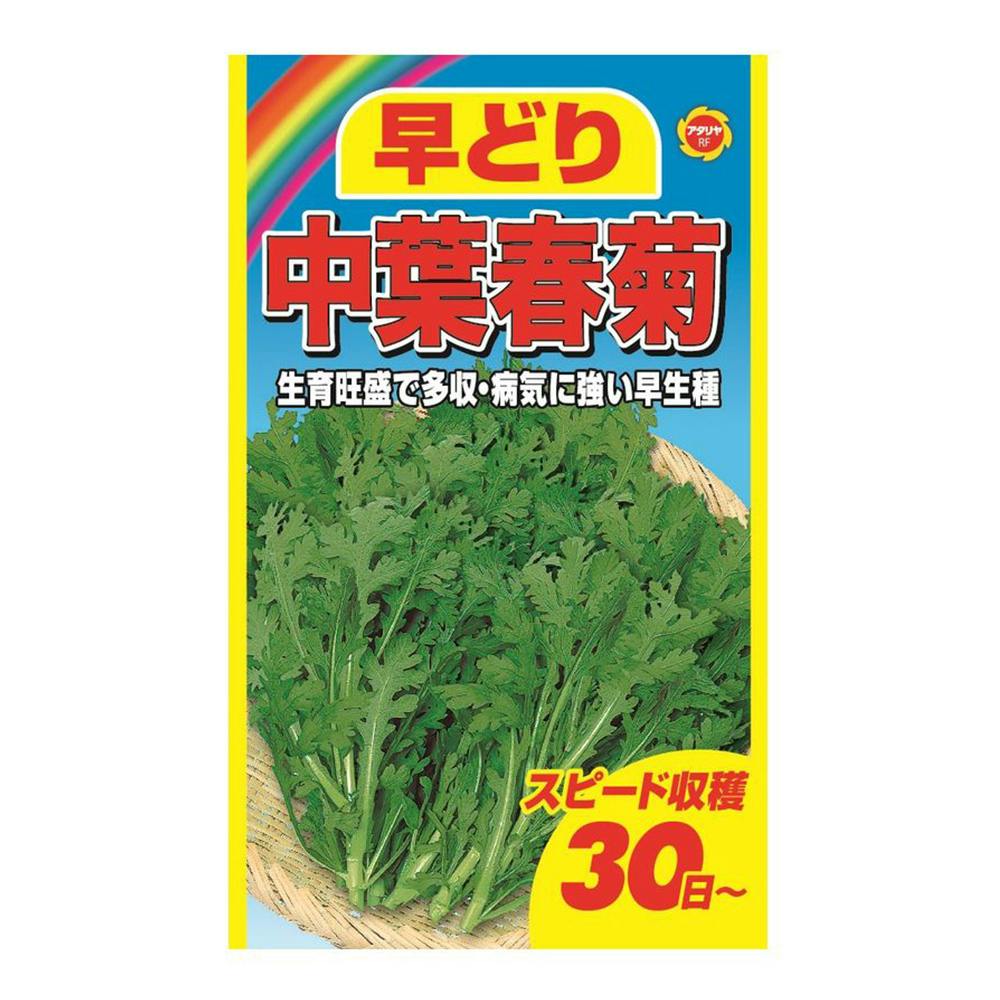 【キャベツん】 金系 201号キャベツ | 花＆グリーン 通販 | ホームセンターの